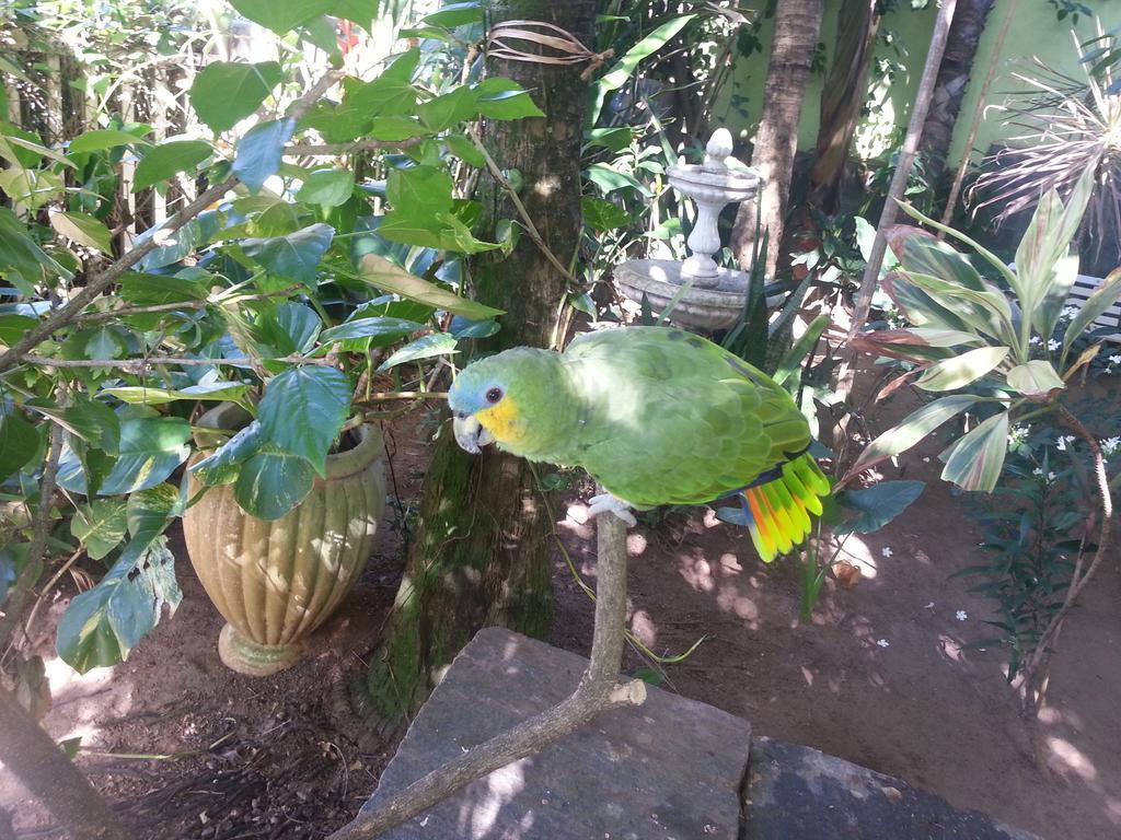 Papaya Salvador